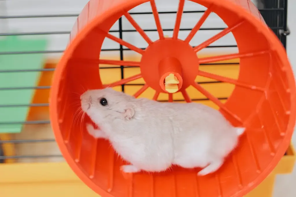 A hamster running on a wheel inside its cage